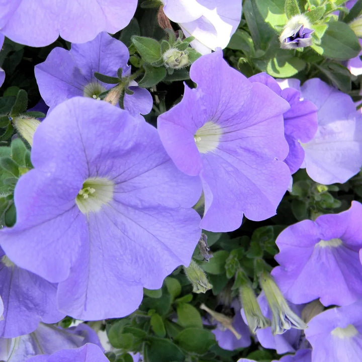 Dreams™ Blue Sky Petunia