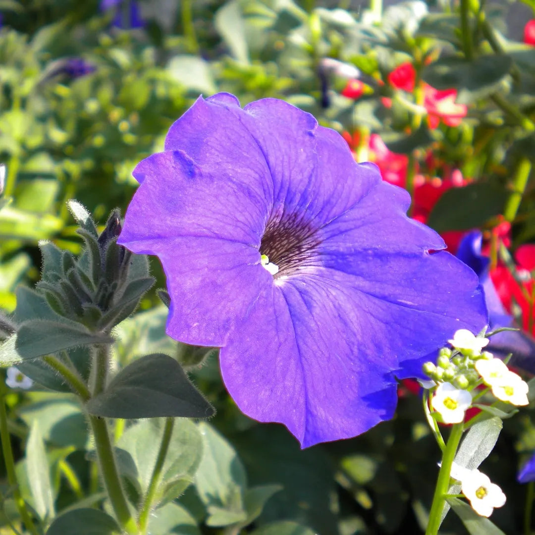 Dreams™ Blue Sky Petunia