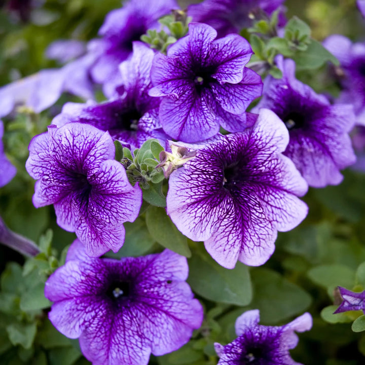 TriTunia™ Blue Veined Hybrid Petunia