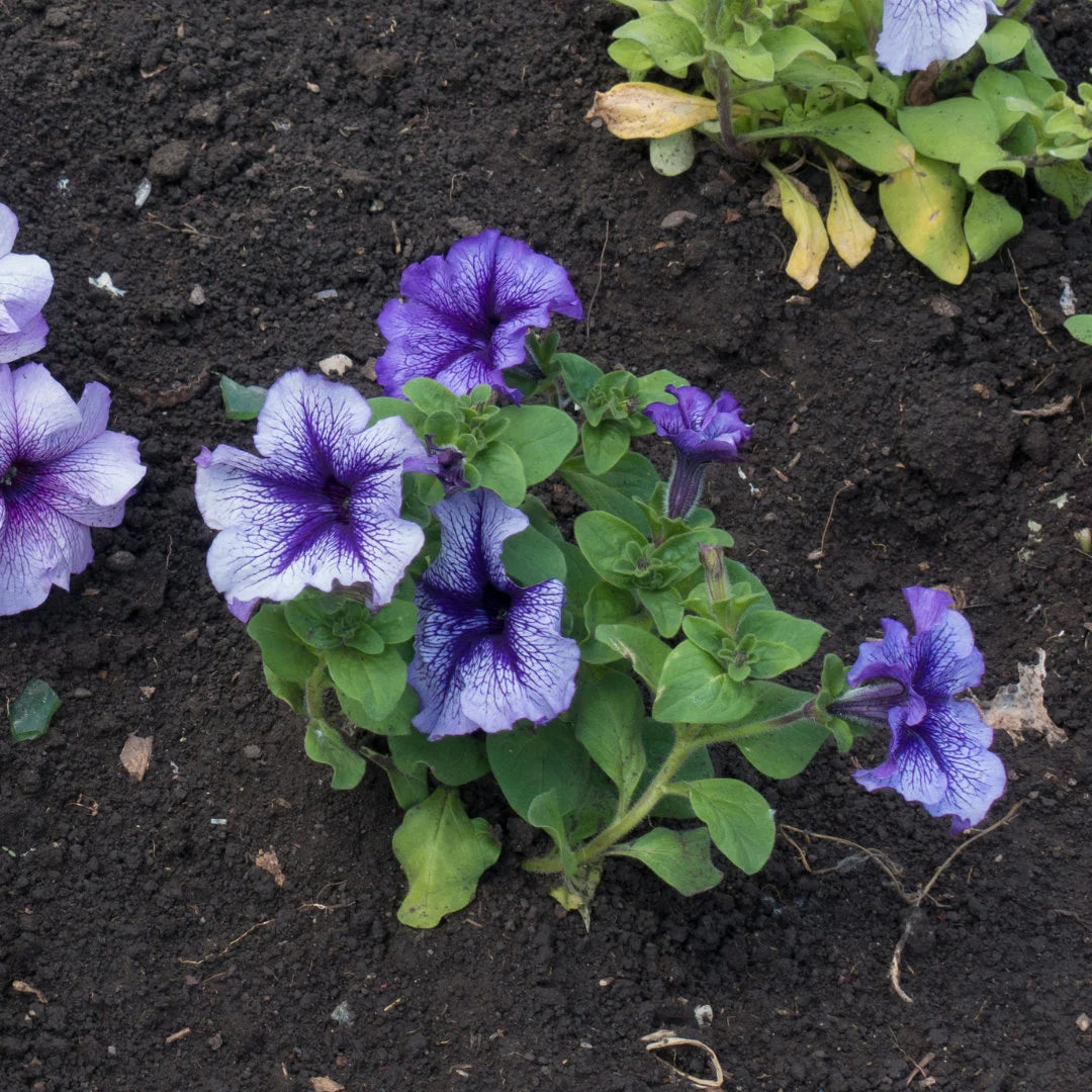 TriTunia™ Blue Veined Hybrid Petunia