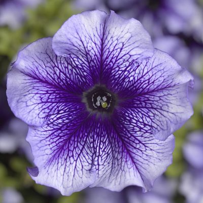 TriTunia™ Blue Veined Hybrid Petunia