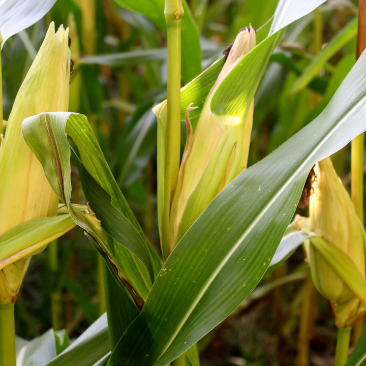 Bodacious Sweet Corn Hybrid