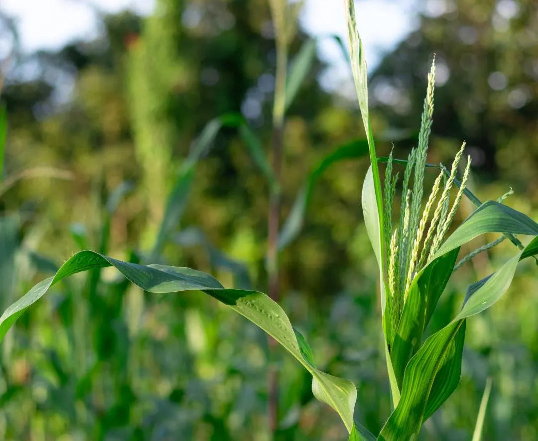 Bodacious Sweet Corn Hybrid