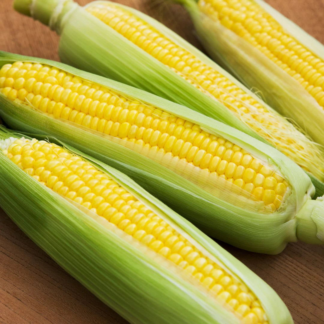 Bodacious Sweet Corn Hybrid