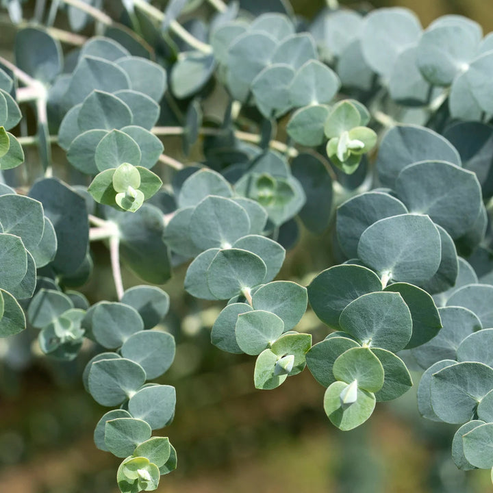 Book Leaf Eucalyptus /Kruseana