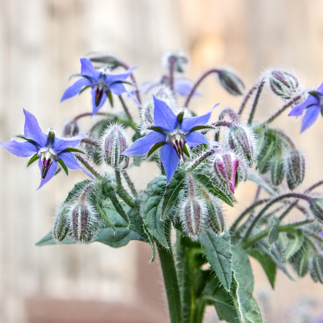 Borage