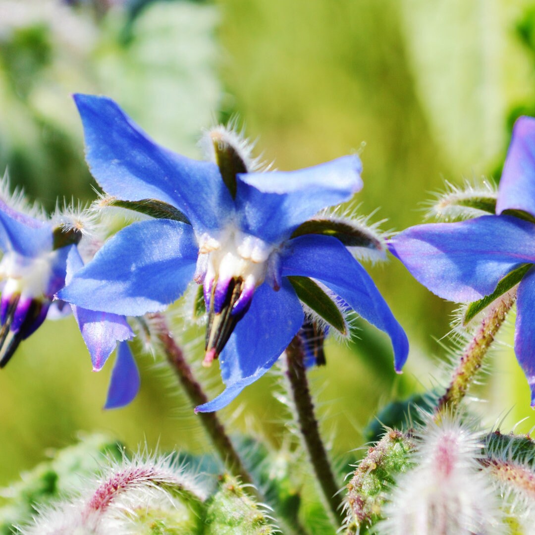 Borage