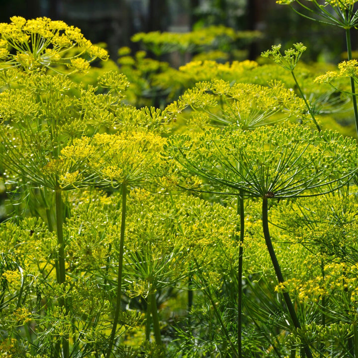 Bouquet Dill