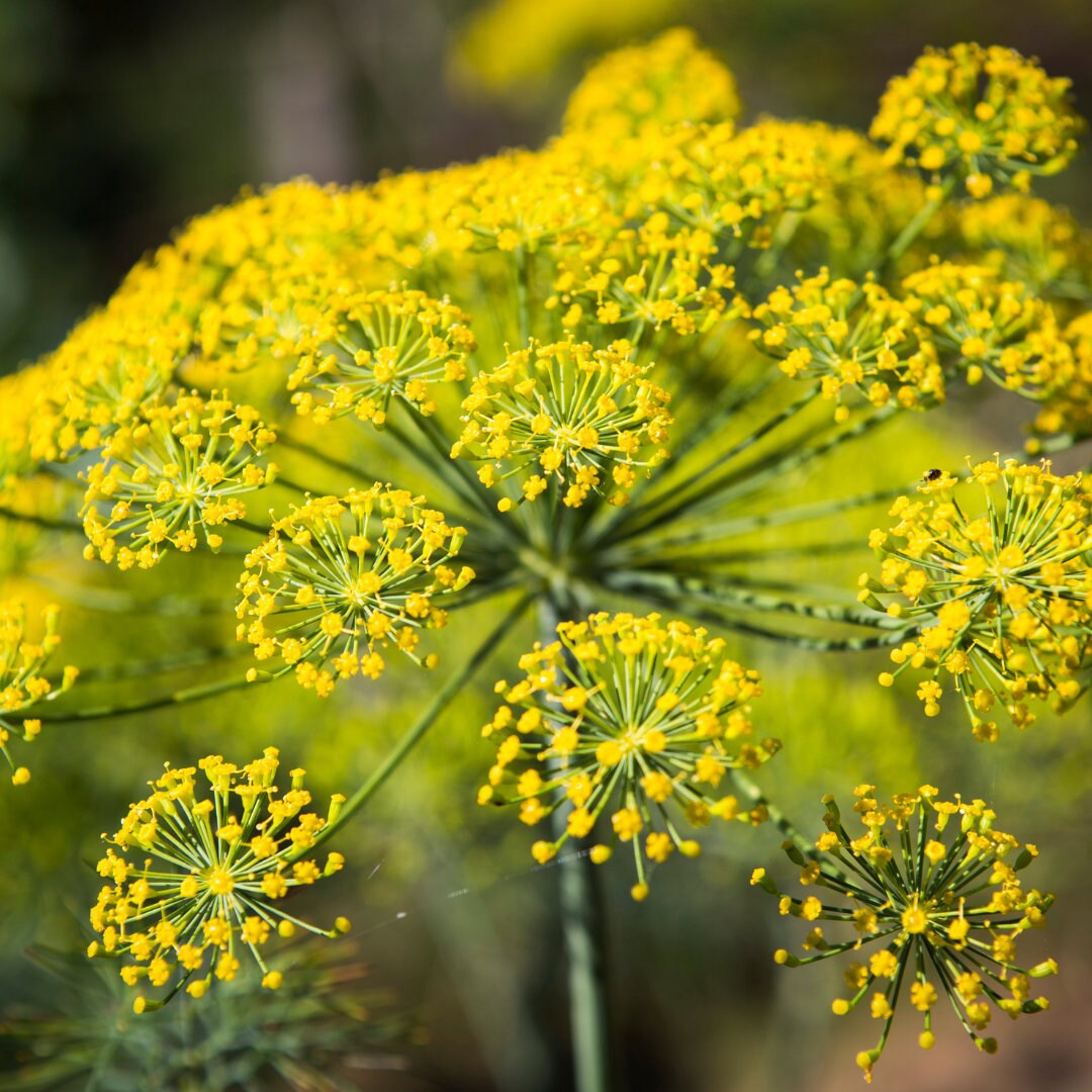 Bouquet Dill