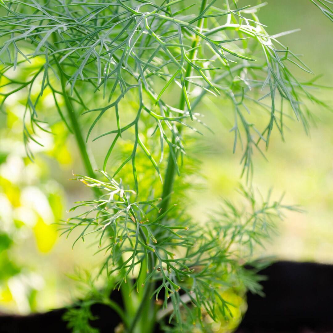 Bouquet Dill