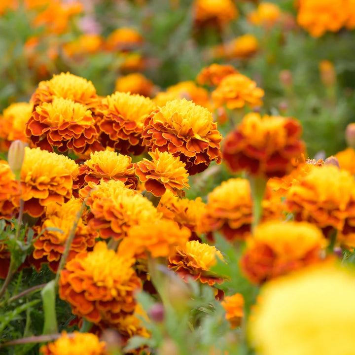 Brocade Marigold