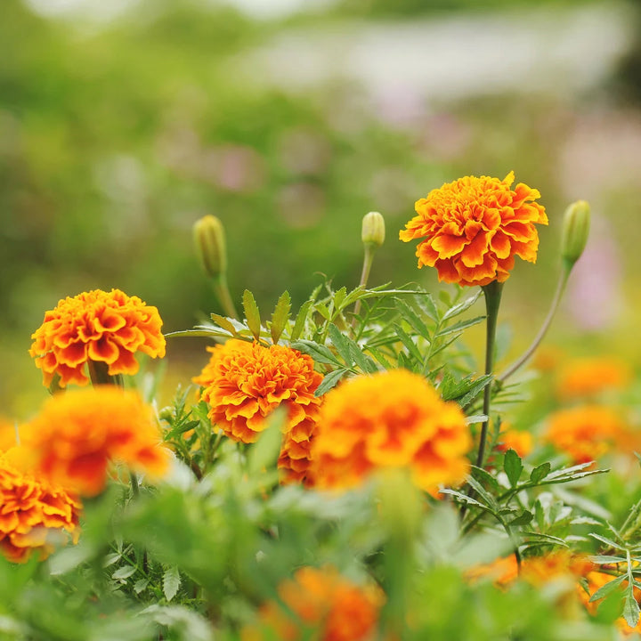 Brocade Marigold