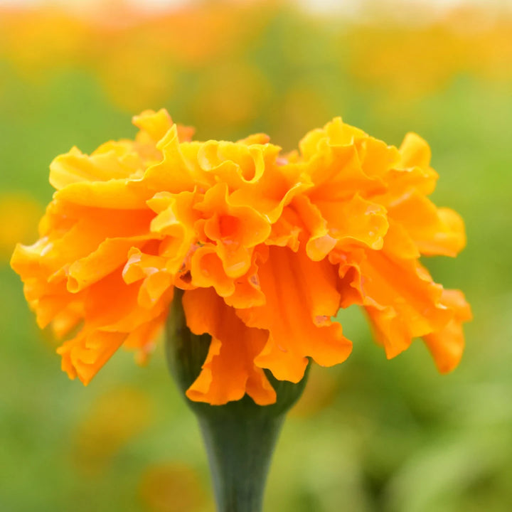 Brocade Marigold