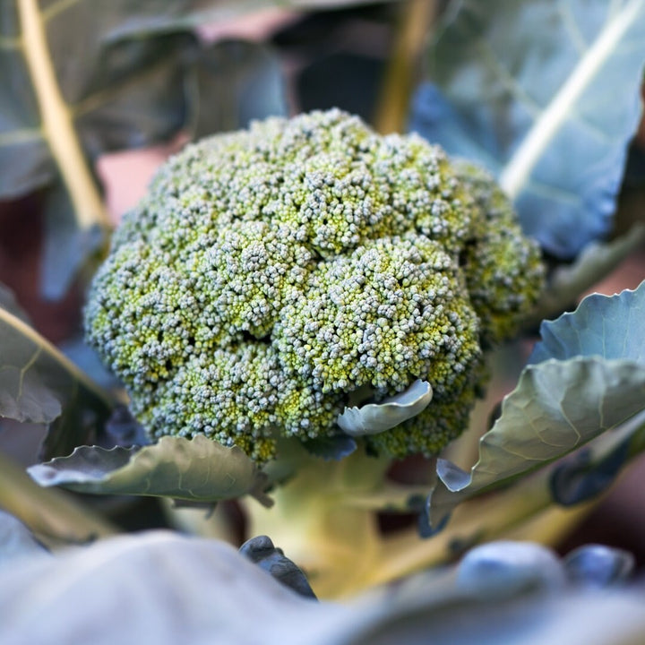 Belstar Hybrid Broccoli