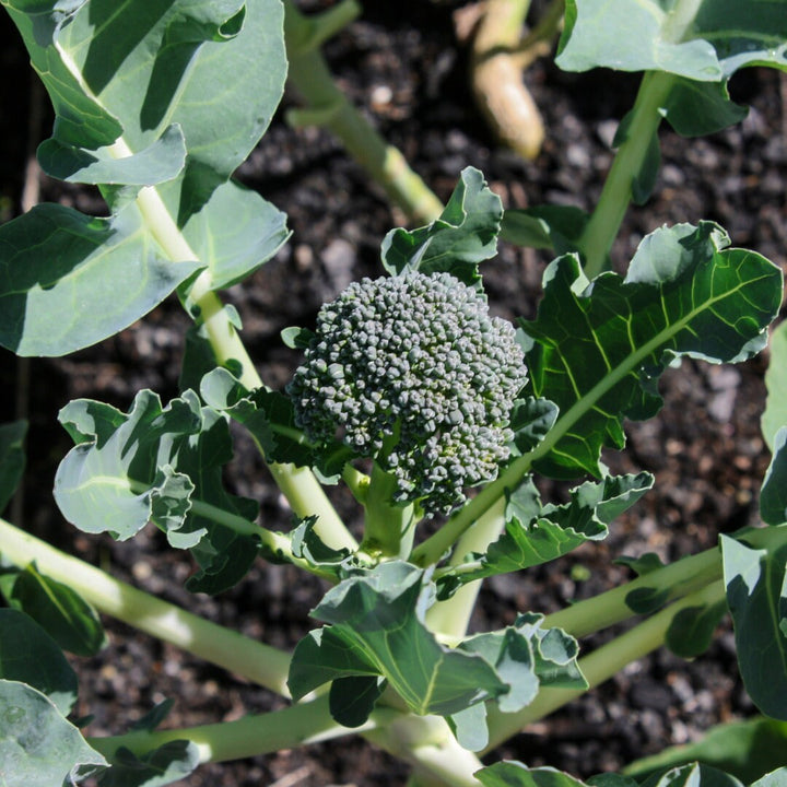 Belstar Hybrid Broccoli