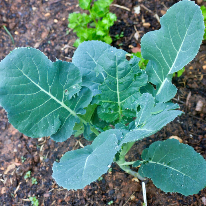 Belstar Hybrid Broccoli