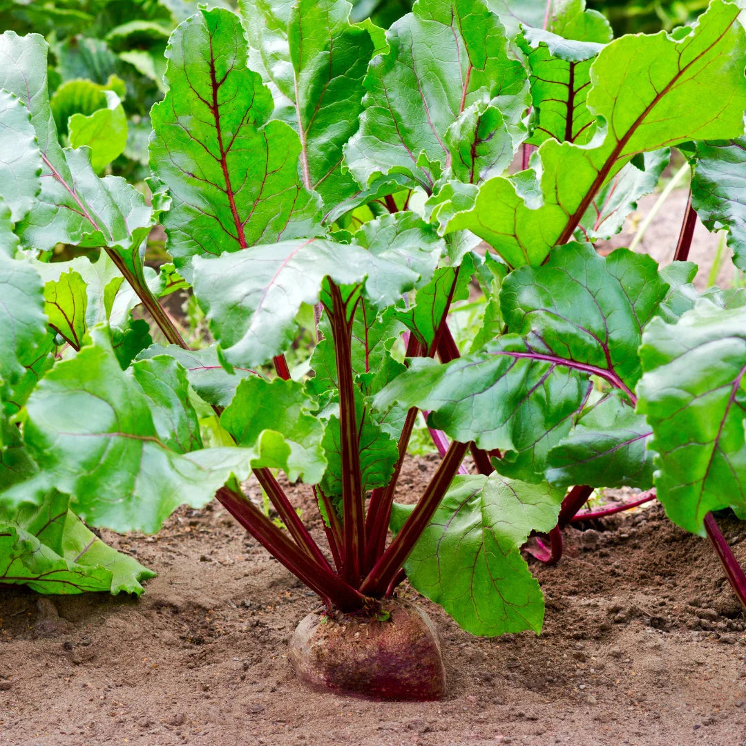 Bull's Blood Beet