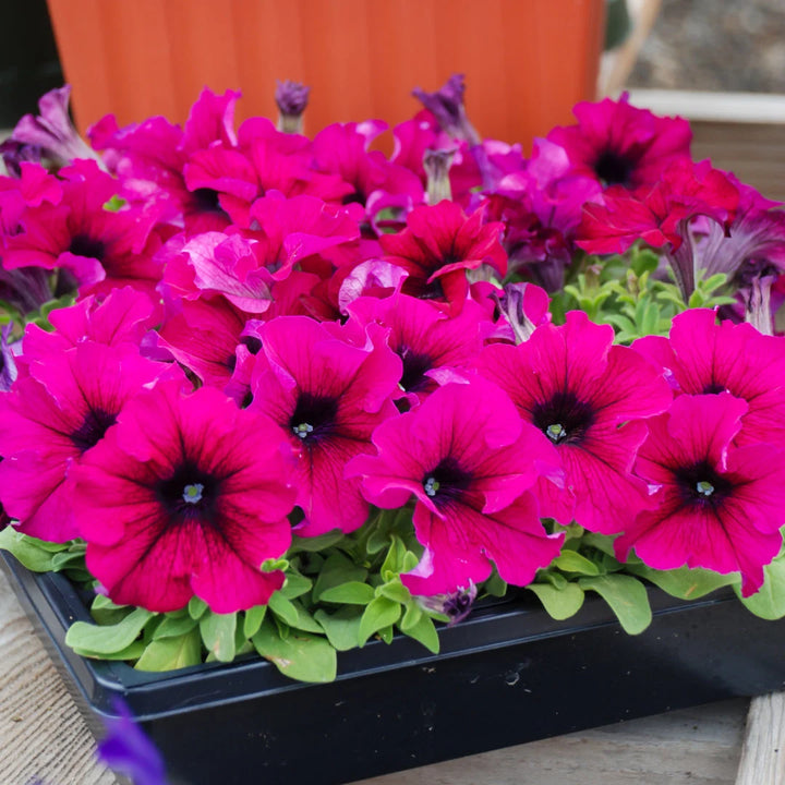 Dreams™ Burgundy Hybrid Petunia