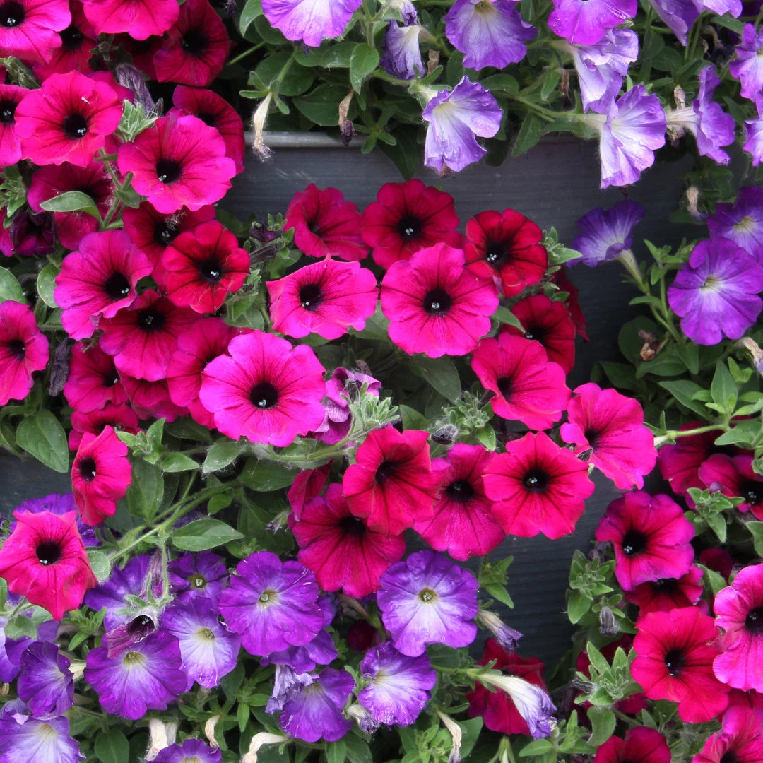 Dreams™ Burgundy Hybrid Petunia