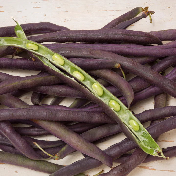 Royal Burgundy Bush Bean