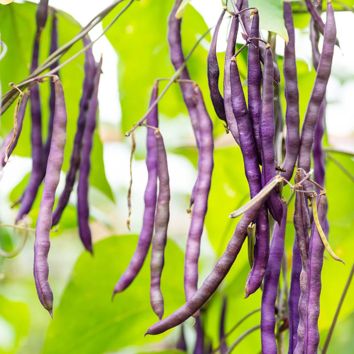 Royal Burgundy Bush Bean