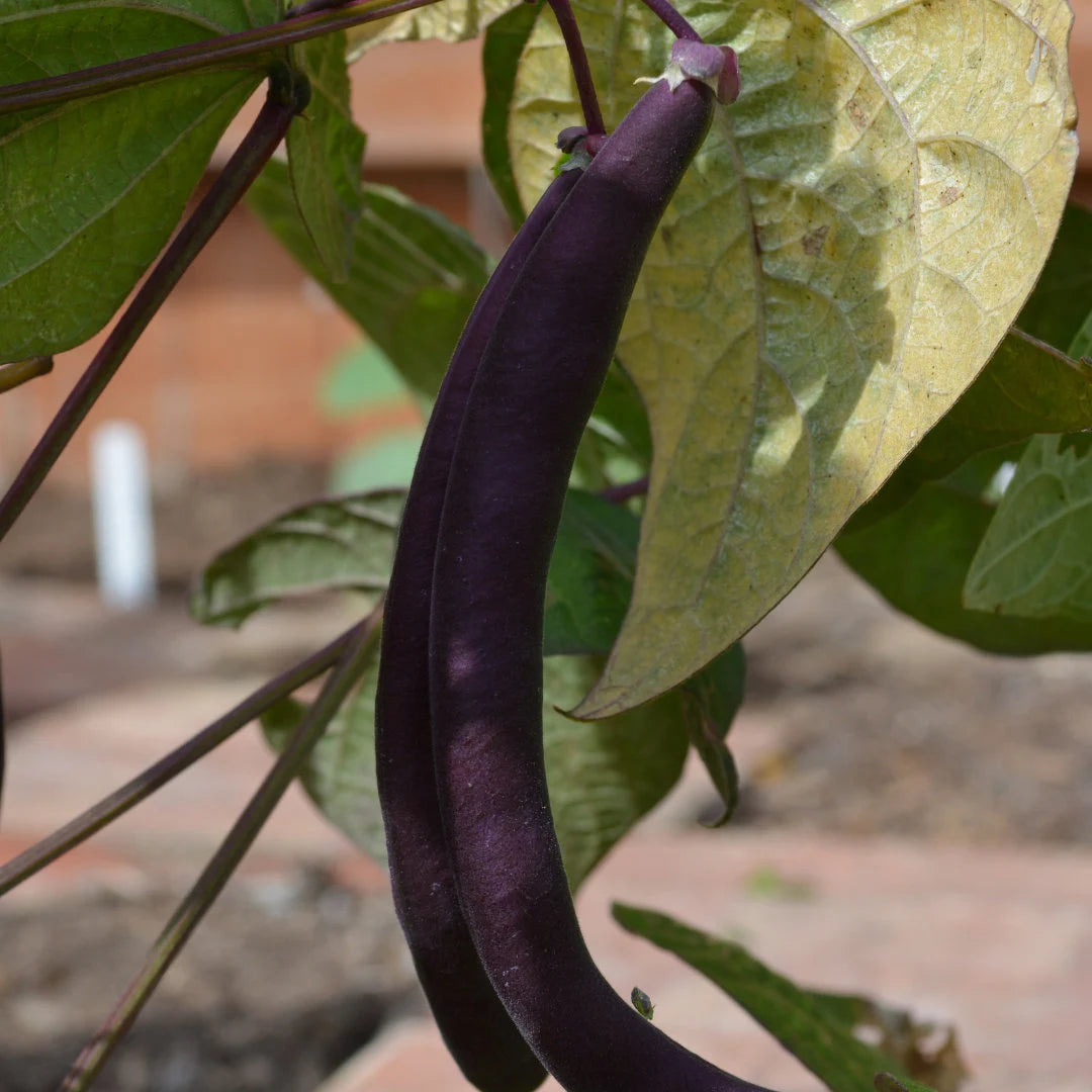 Royal Burgundy Bush Bean