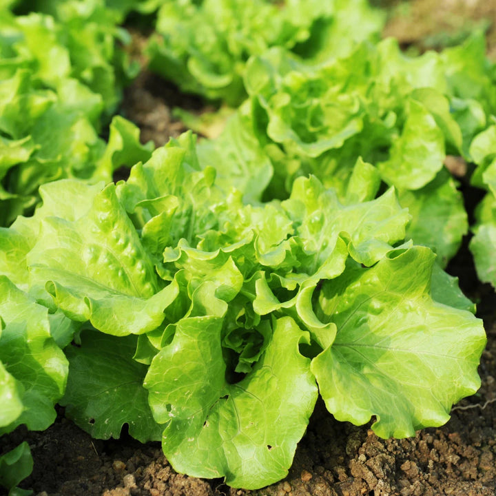 Buttercrunch Lettuce