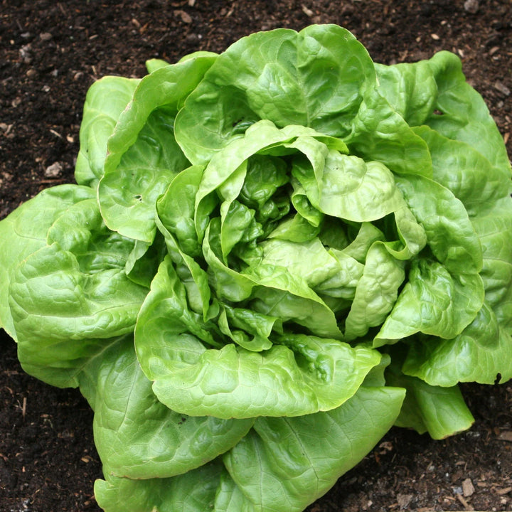 Buttercrunch Lettuce