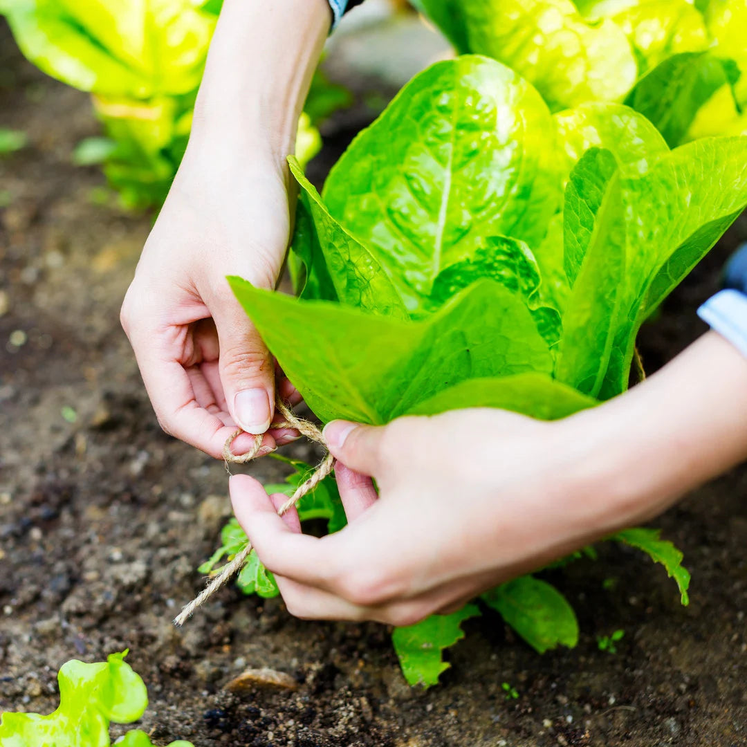 Buttercrunch Lettuce