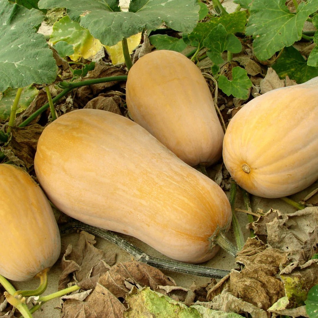 Butternut Squash (Winter Type)