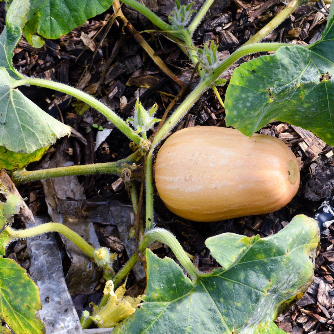 Butternut Squash (Winter Type)