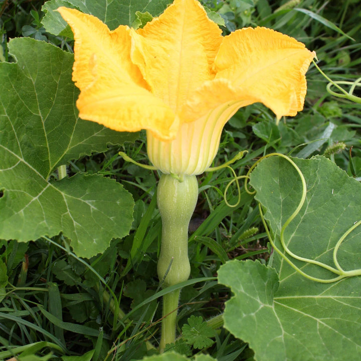 Butternut Squash (Winter Type)