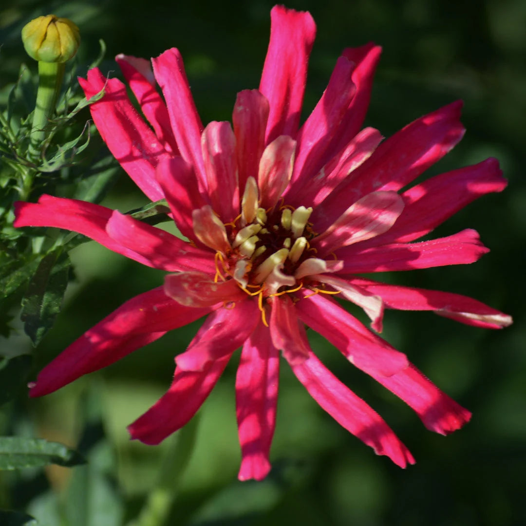 Giant Cactus Zinnia Mix