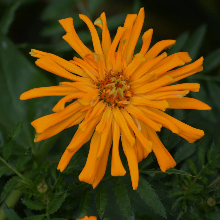 Giant Cactus Zinnia Mix