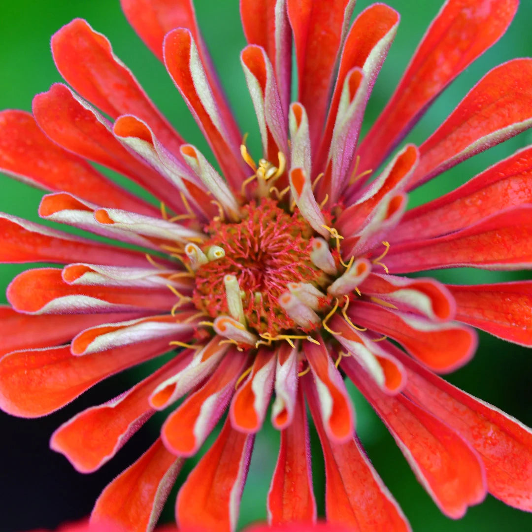 Giant Cactus Zinnia Mix