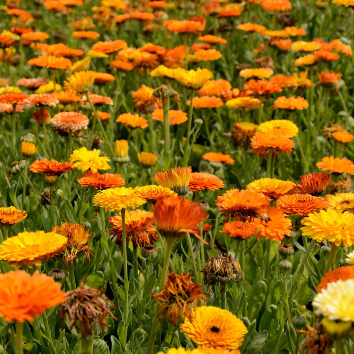 Pacific Beauty Calendula