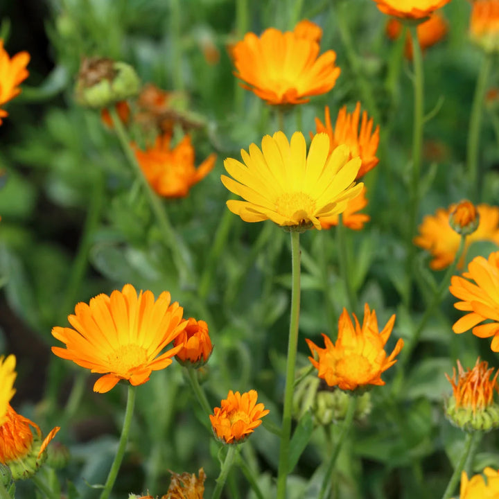 Pacific Beauty Calendula