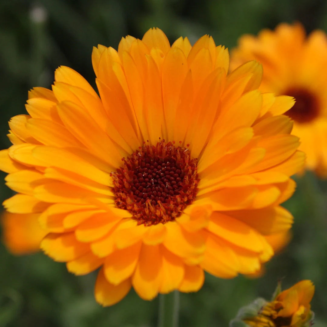 Pacific Beauty Calendula