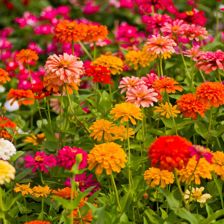 California Giants Mix Zinnia