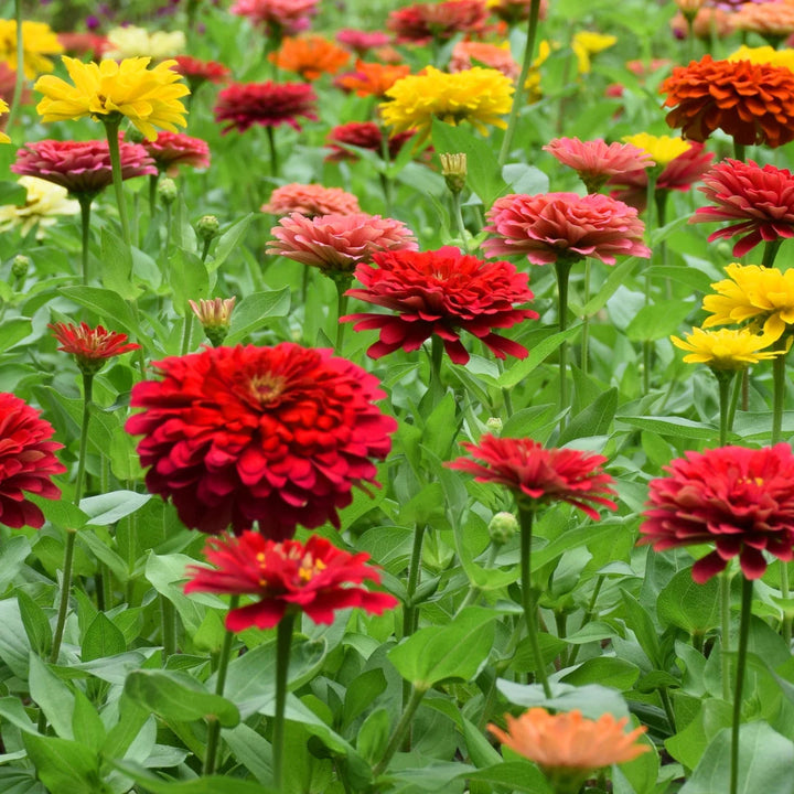 California Giants Mix Zinnia