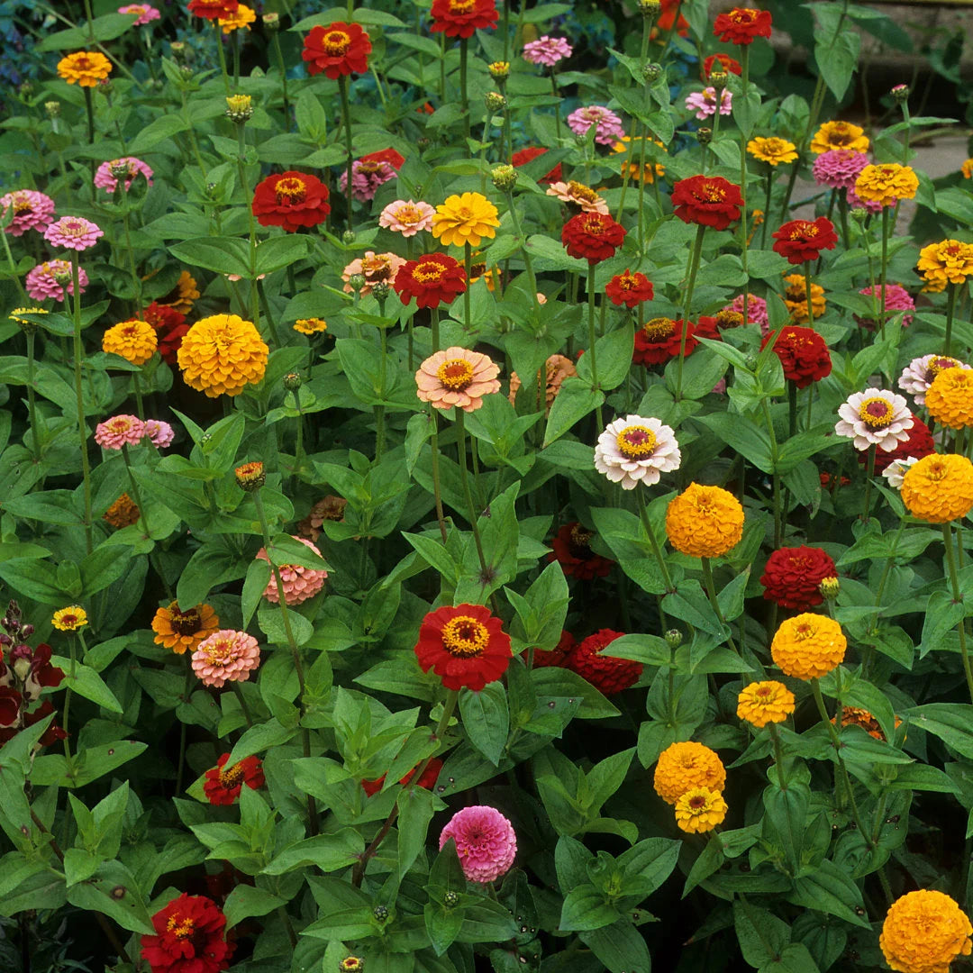 California Giants Mix Zinnia