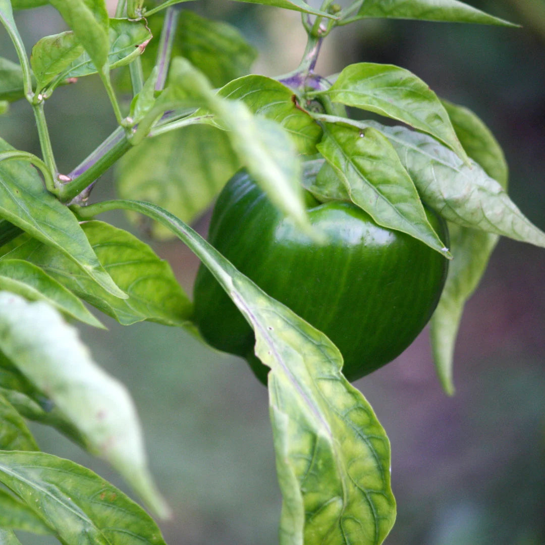 California Wonder Bell Pepper