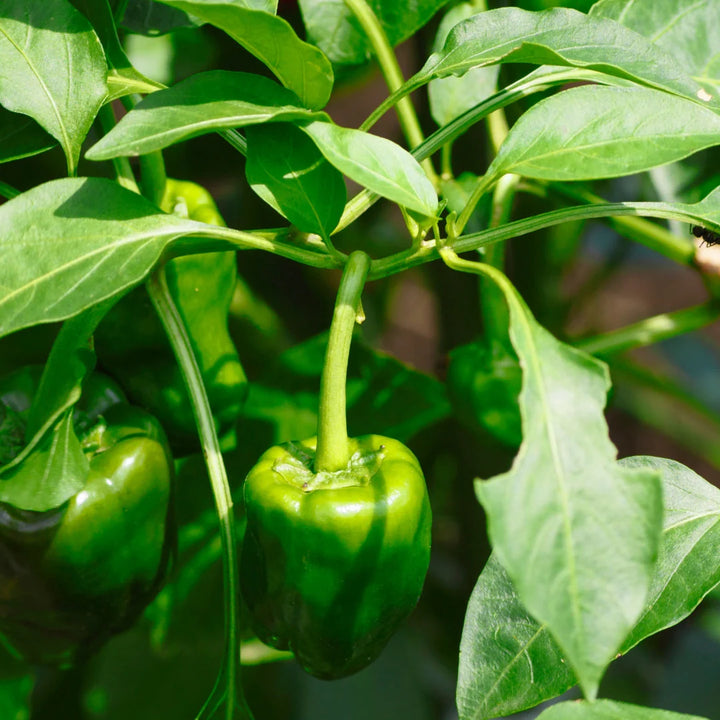 California Wonder Bell Pepper