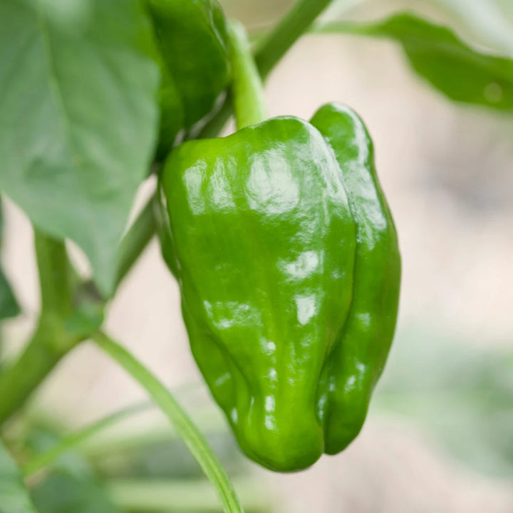 California Wonder Bell Pepper