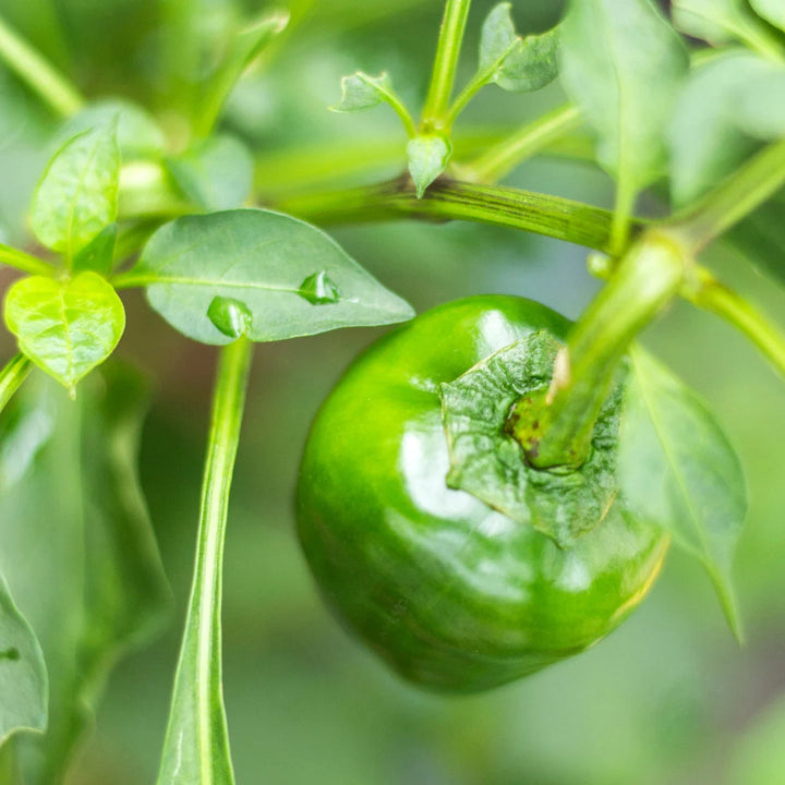 California Wonder Bell Pepper