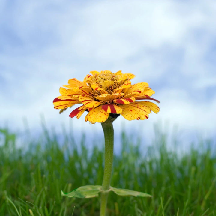 Candy Cane Zinnia