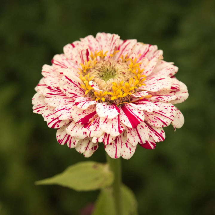 Candy Cane Zinnia