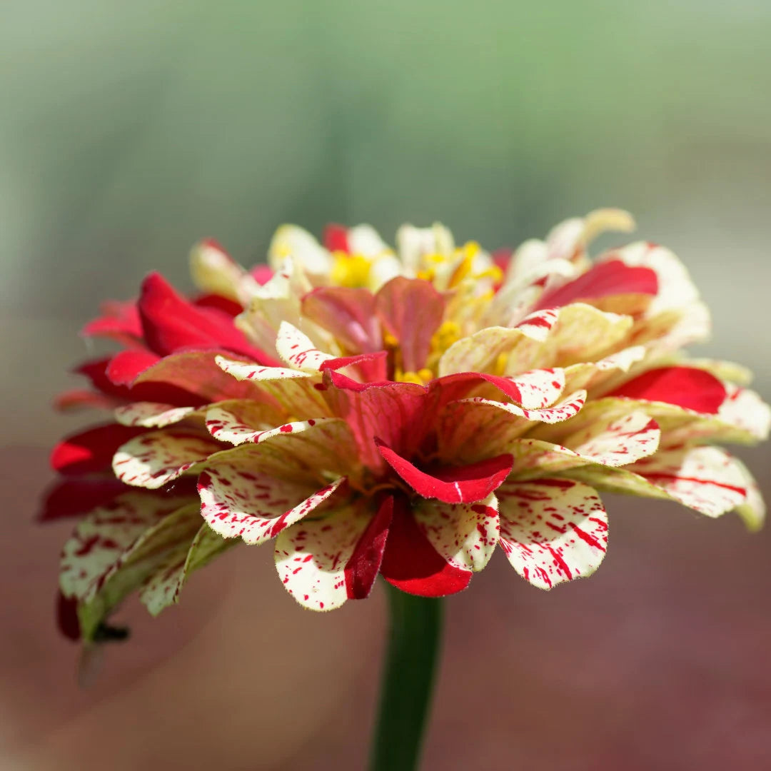 Candy Cane Zinnia