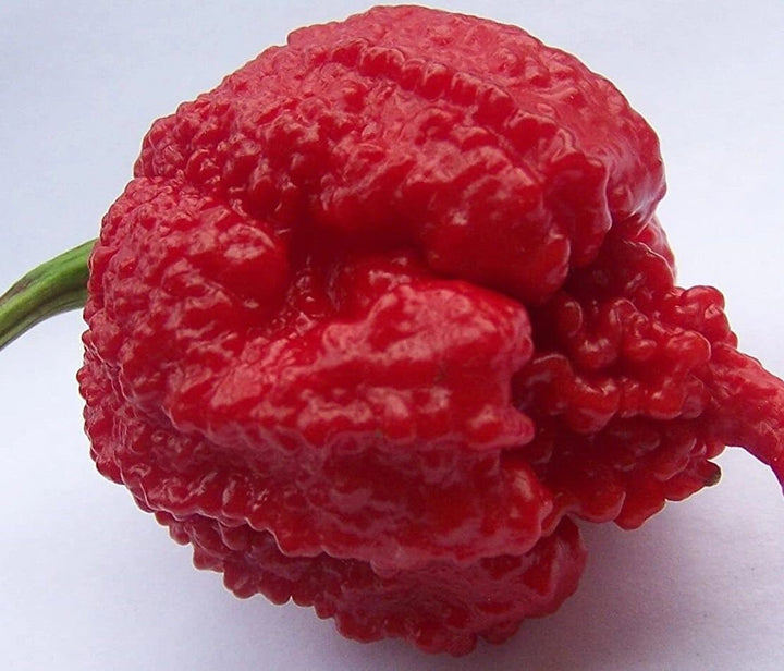 Carolina Reaper Pepper