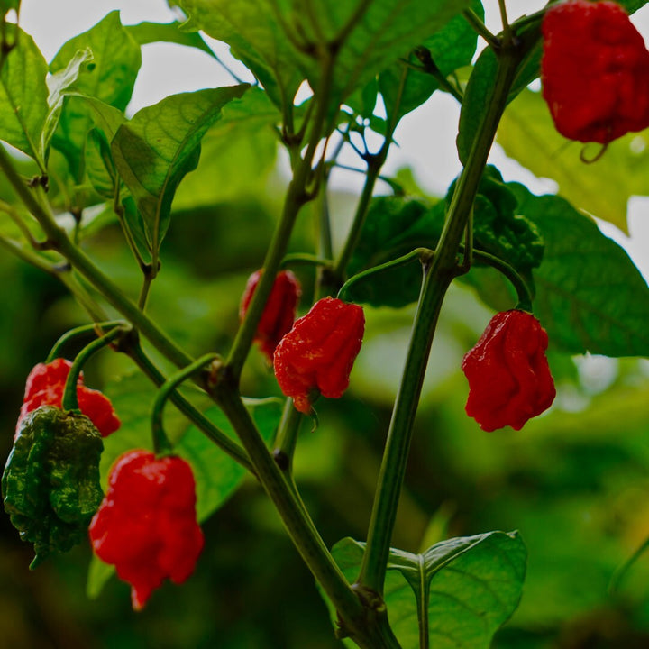 Carolina Reaper Pepper